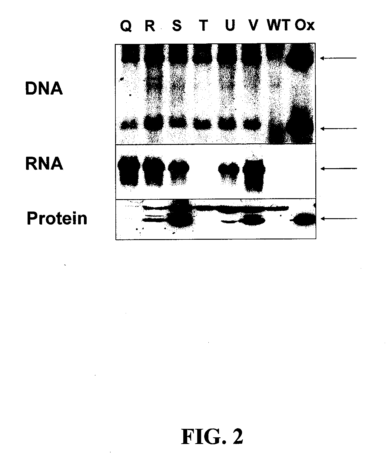 Modified dmo enzyme and methods of its use