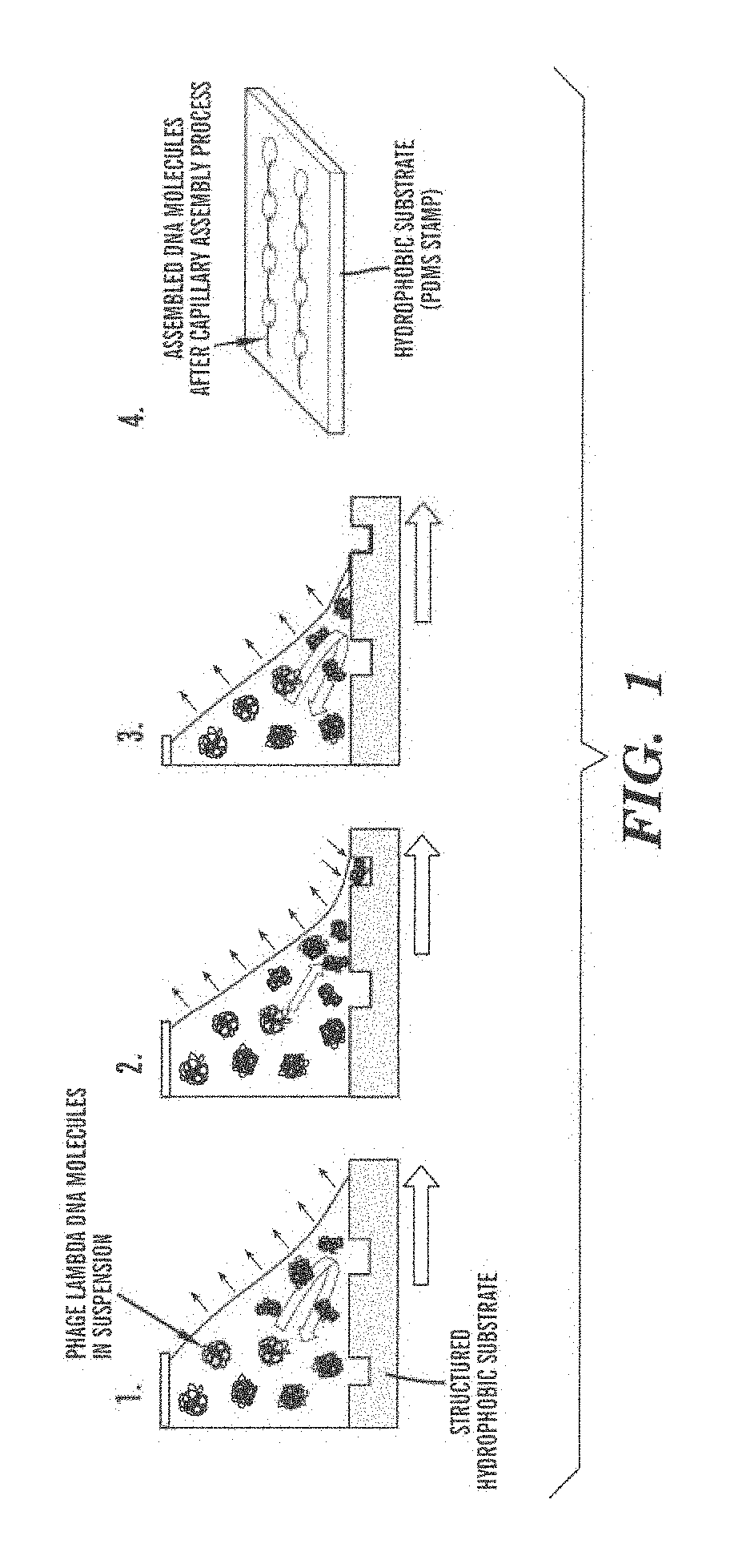 Methods and arrays for controlled manipulation of DNA and chromatin fragments for genetic and epigenetic analysis