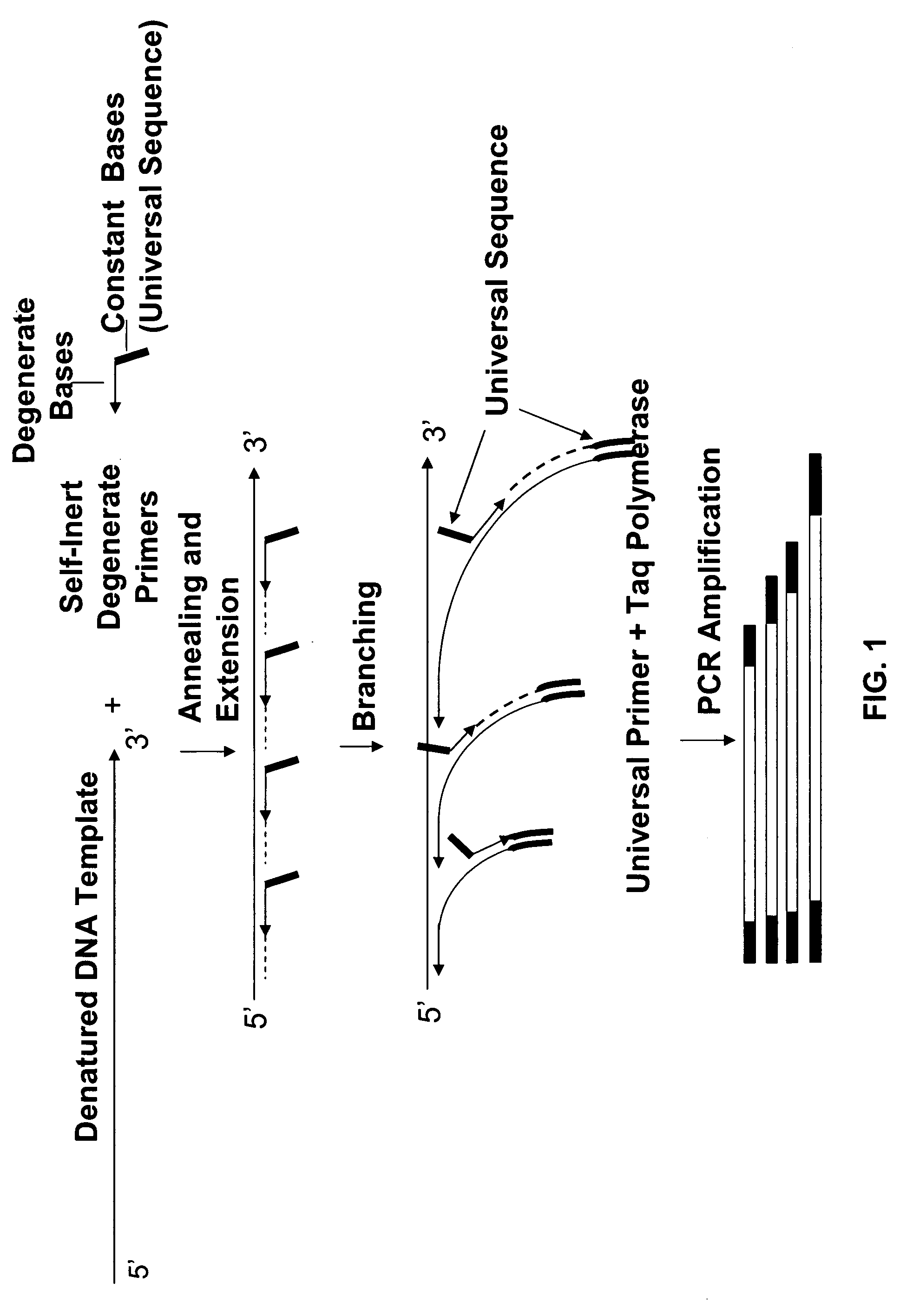 Methods and compositions for generating and amplifying DNA libraries for sensitive detection and analysis of DNA methylation