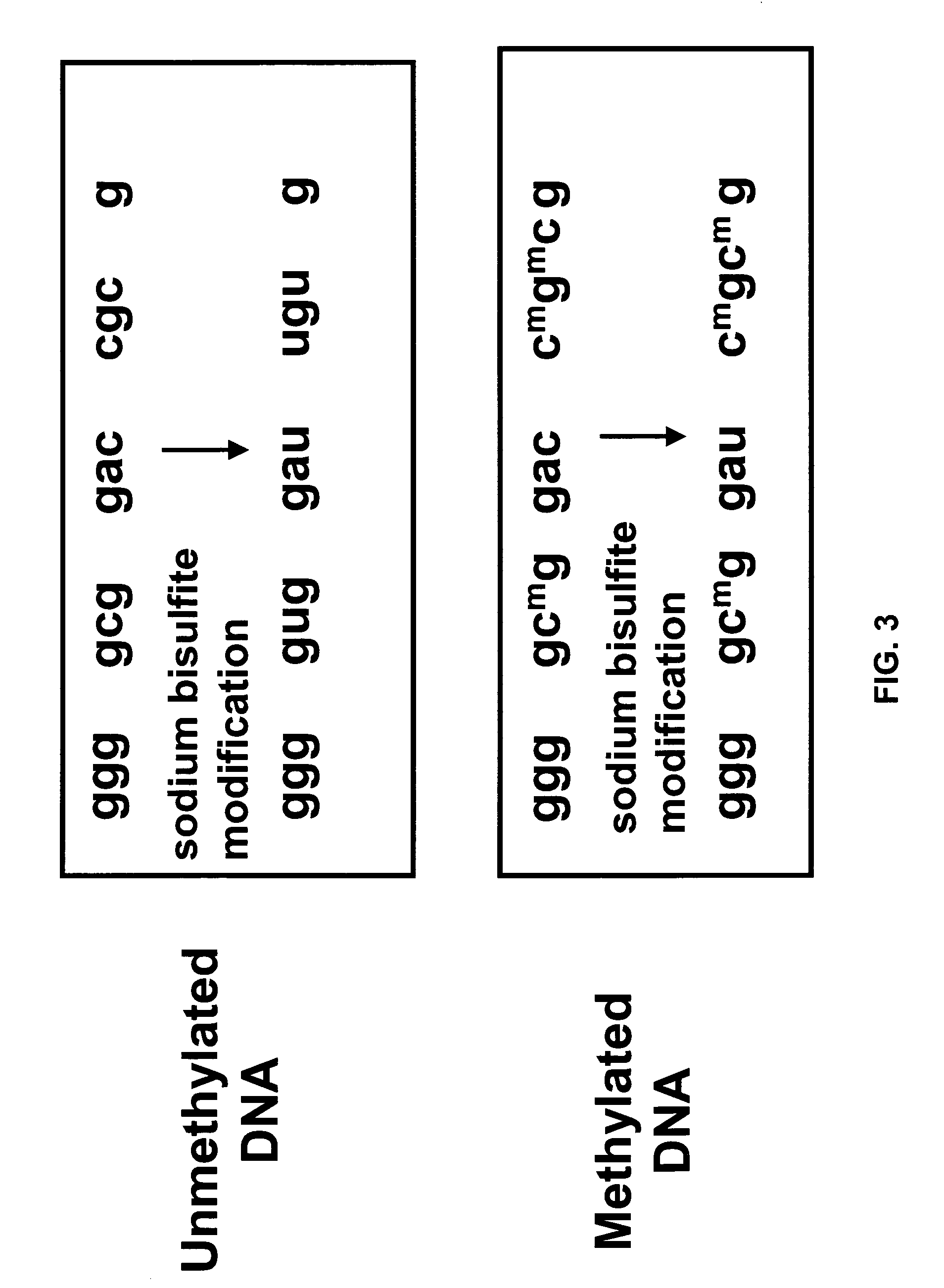 Methods and compositions for generating and amplifying DNA libraries for sensitive detection and analysis of DNA methylation