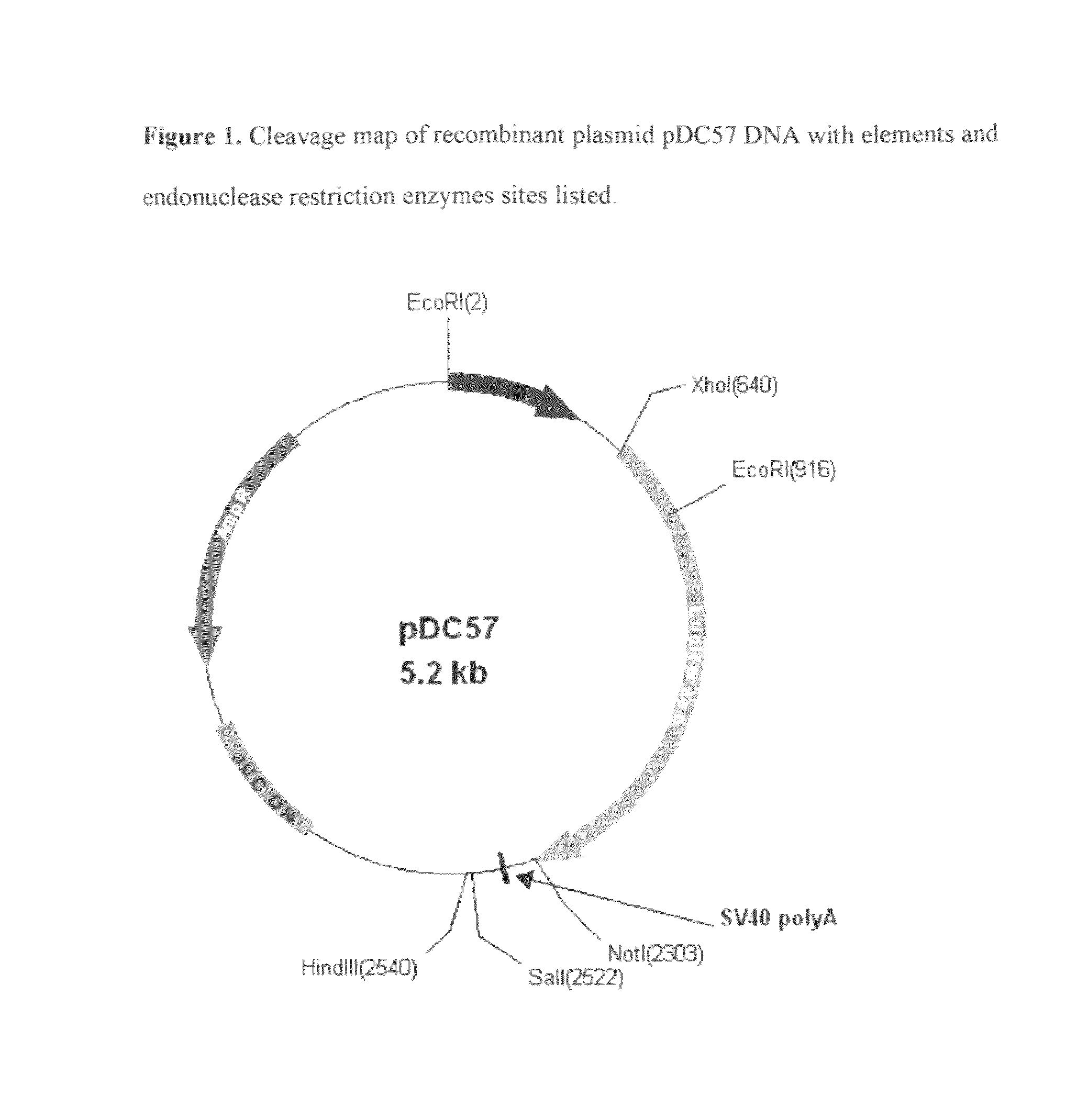 Modified Luciola cruciata luciferase gene and protein