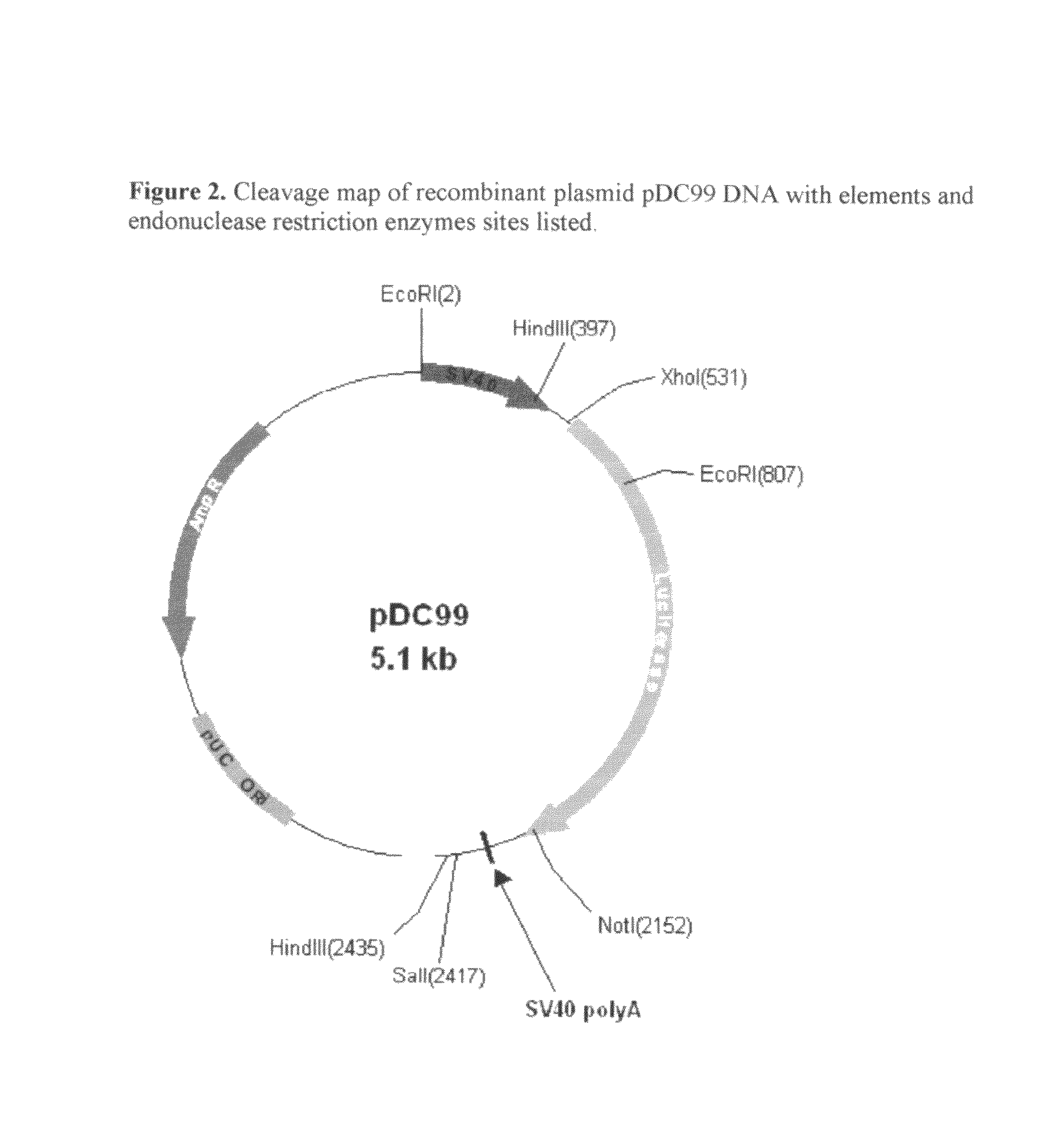 Modified Luciola cruciata luciferase gene and protein