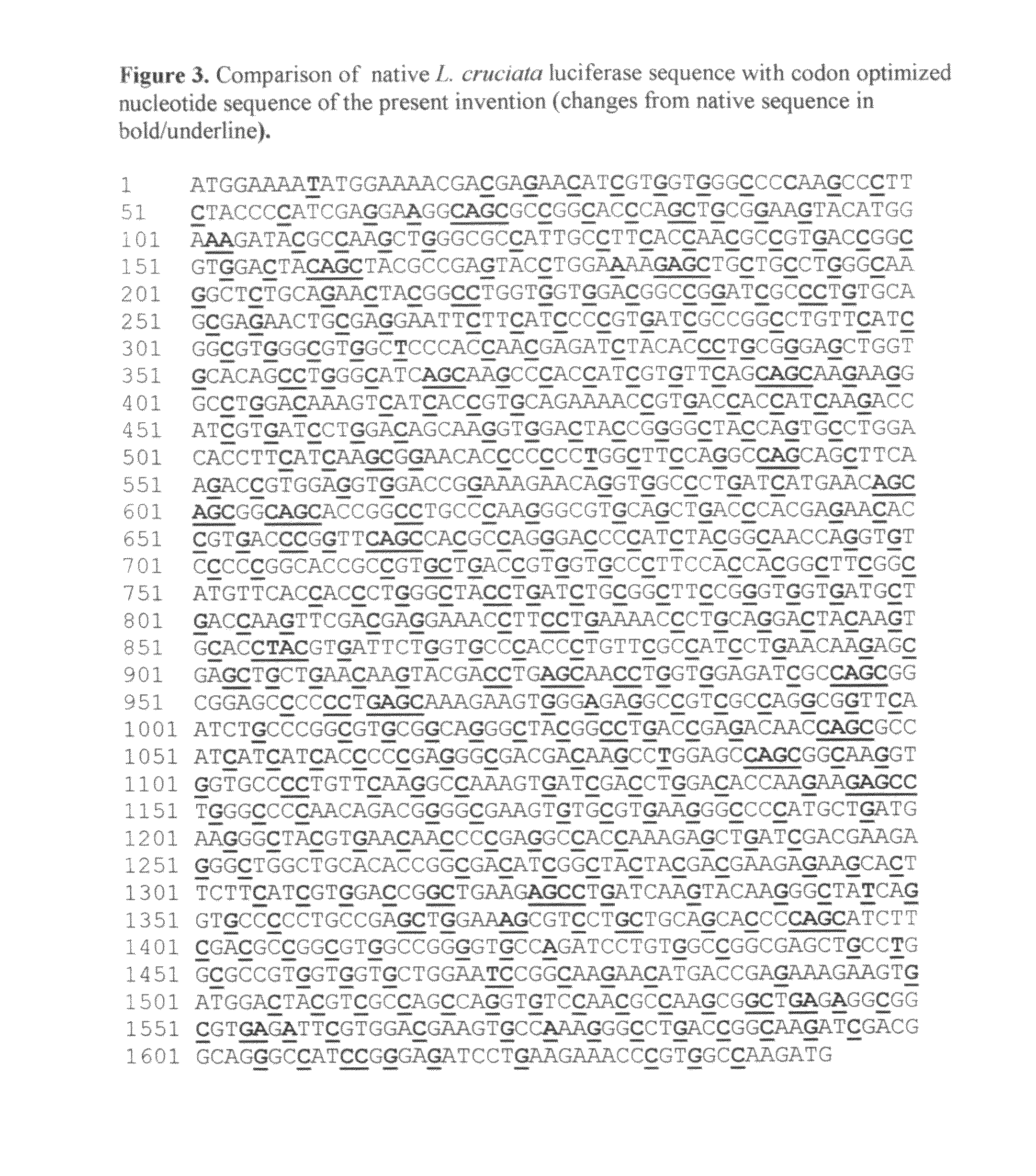 Modified Luciola cruciata luciferase gene and protein