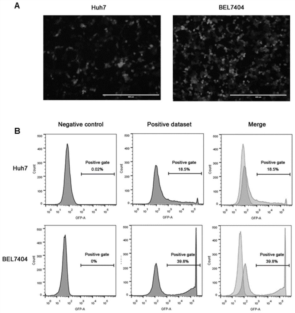 Cell model capable of supporting hepatitis B virus replication and infection and establishment method