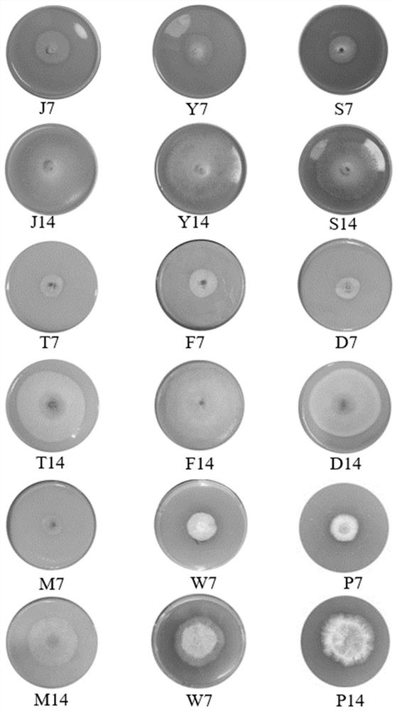 Culture medium for Amylostereum areolatum and culture method thereof