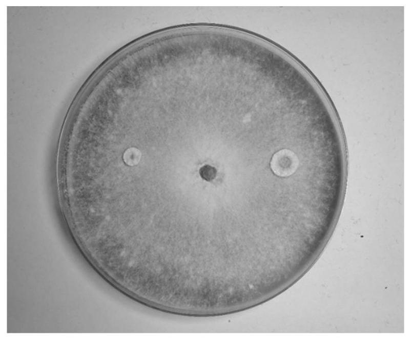 Culture medium for Amylostereum areolatum and culture method thereof