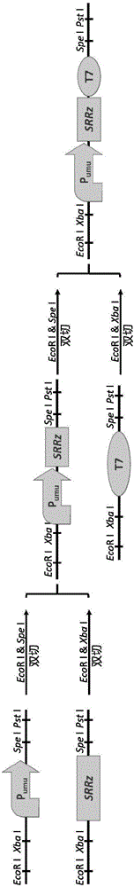 Genetic toxicant detection vector and detection method