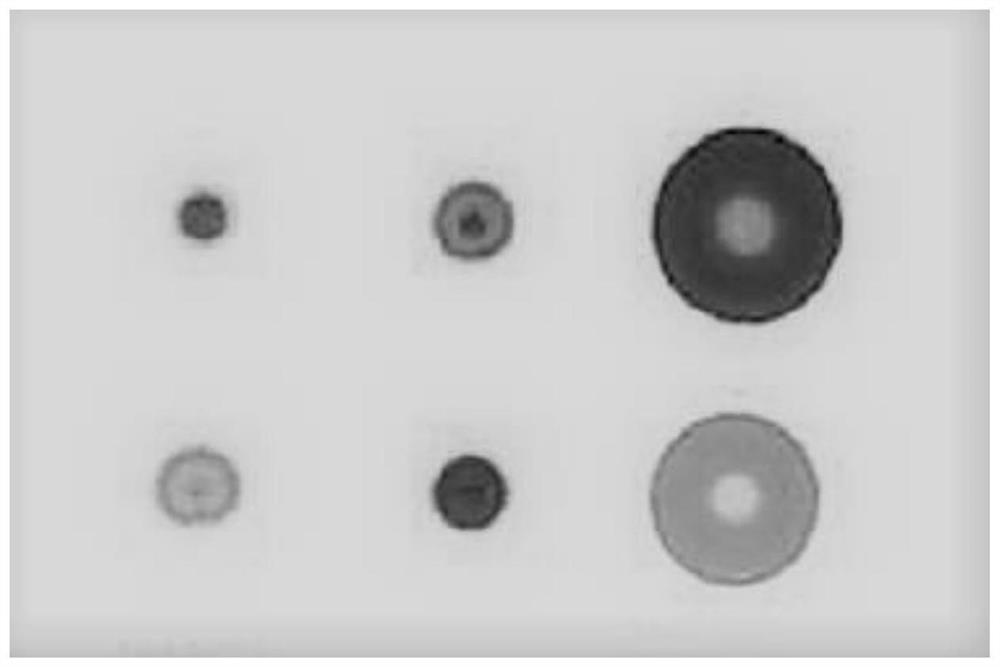 A device and method for the detection of cured pork meat based on a visual gas-sensing array