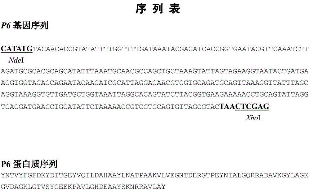 Rapid detection method and kit for human Haemophilus influenzae based on magnetic separation and quantum dot labeling