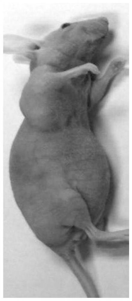 A human epidermal growth factor tyrosine kinase inhibitor acquired drug-resistant lung cancer cell line and its establishment method and application