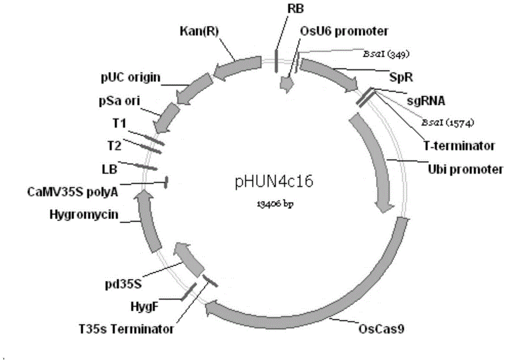 Backbone plasmid carrier for genetic engineering and application thereof