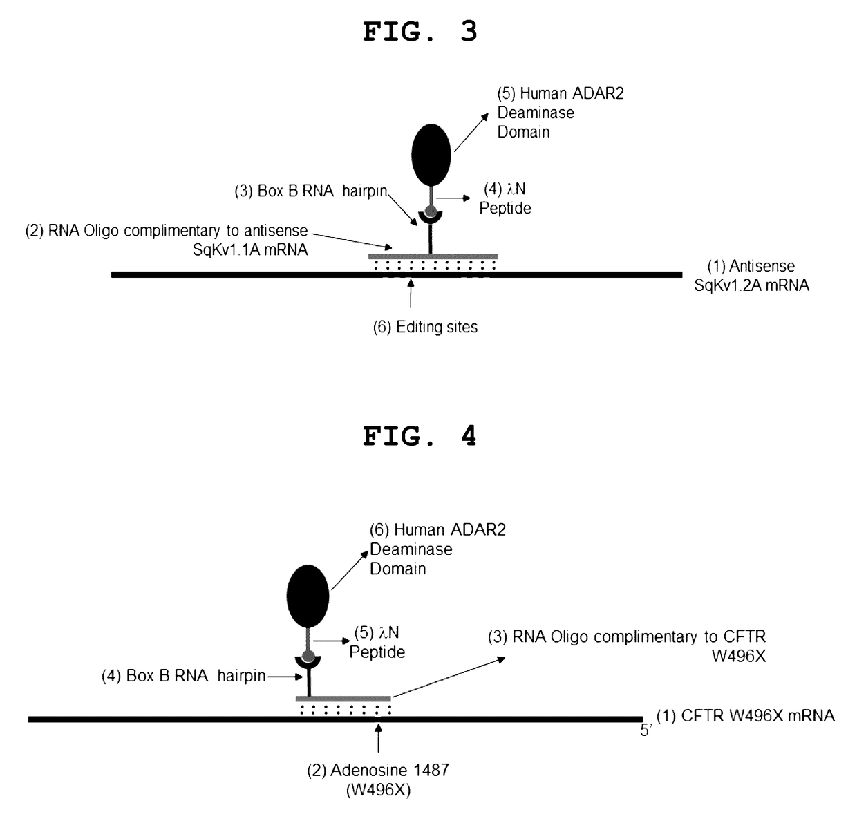 Site-directed RNA editing