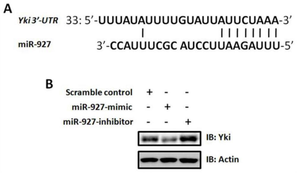 A mir-927 that regulates insect wing development and its application in pest control