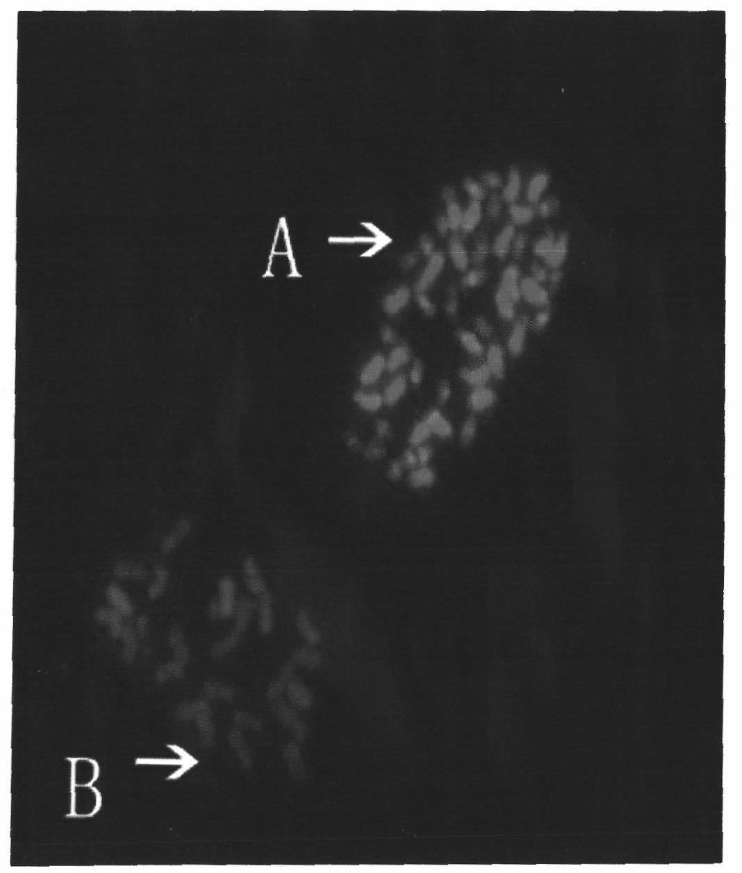 FISH method of one piece and multiple target of cotton