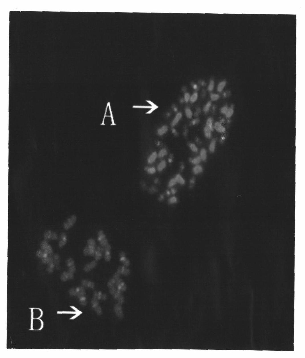 FISH method of one piece and multiple target of cotton