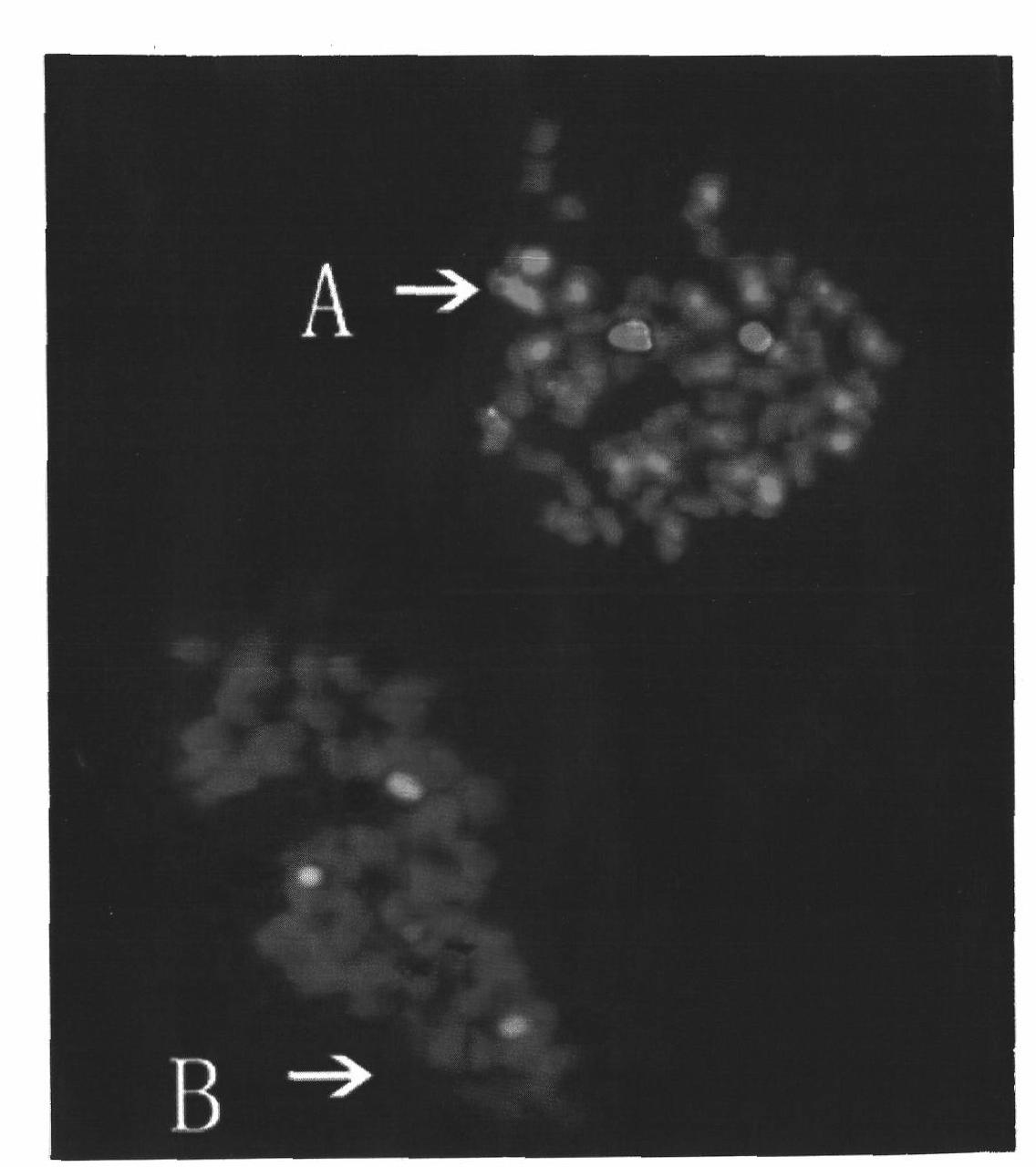 FISH method of one piece and multiple target of cotton