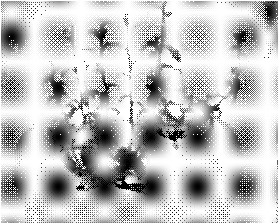 Method for directly inducing and quickly propagating bog bilberry root nodule in test tube