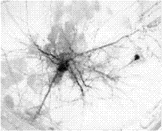 Method for directly inducing and quickly propagating bog bilberry root nodule in test tube