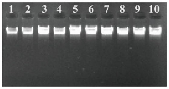 Molecular marker influencing cashmere fiber diameter character of southern Xinjiang cashmere goat as well as specific primer pair and application of molecular marker