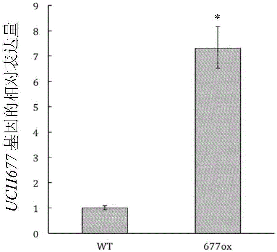 Application of uch677 protein and its coding gene in regulating plant growth and development