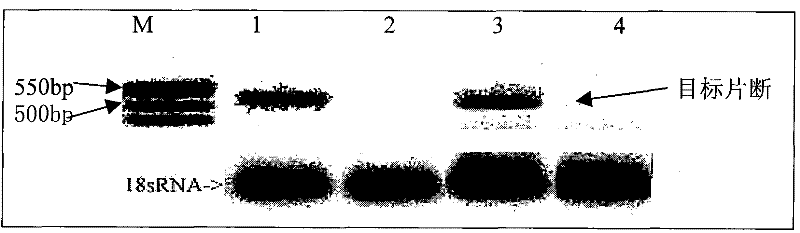 Lepidoptera transposon gene tpa and application thereof