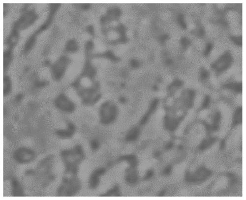 Tobacco shred perfuming uniformity detection method based on scanning electron microscope energy spectrum