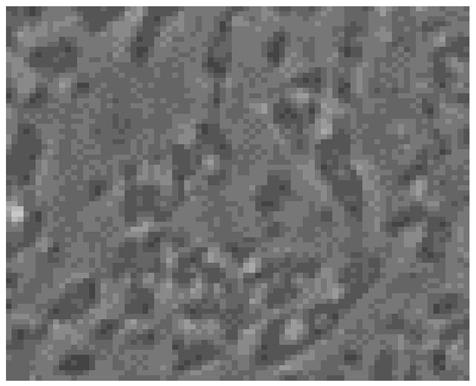 Tobacco shred perfuming uniformity detection method based on scanning electron microscope energy spectrum