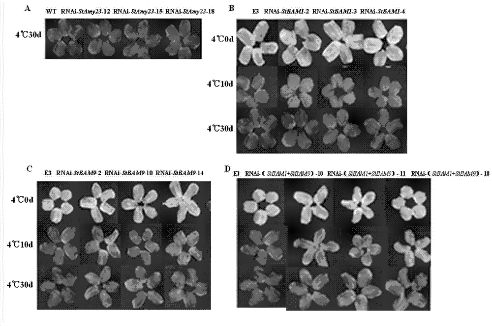 Polynucleotide sequence for regulating low-temperature sweetening of potatoes and application thereof