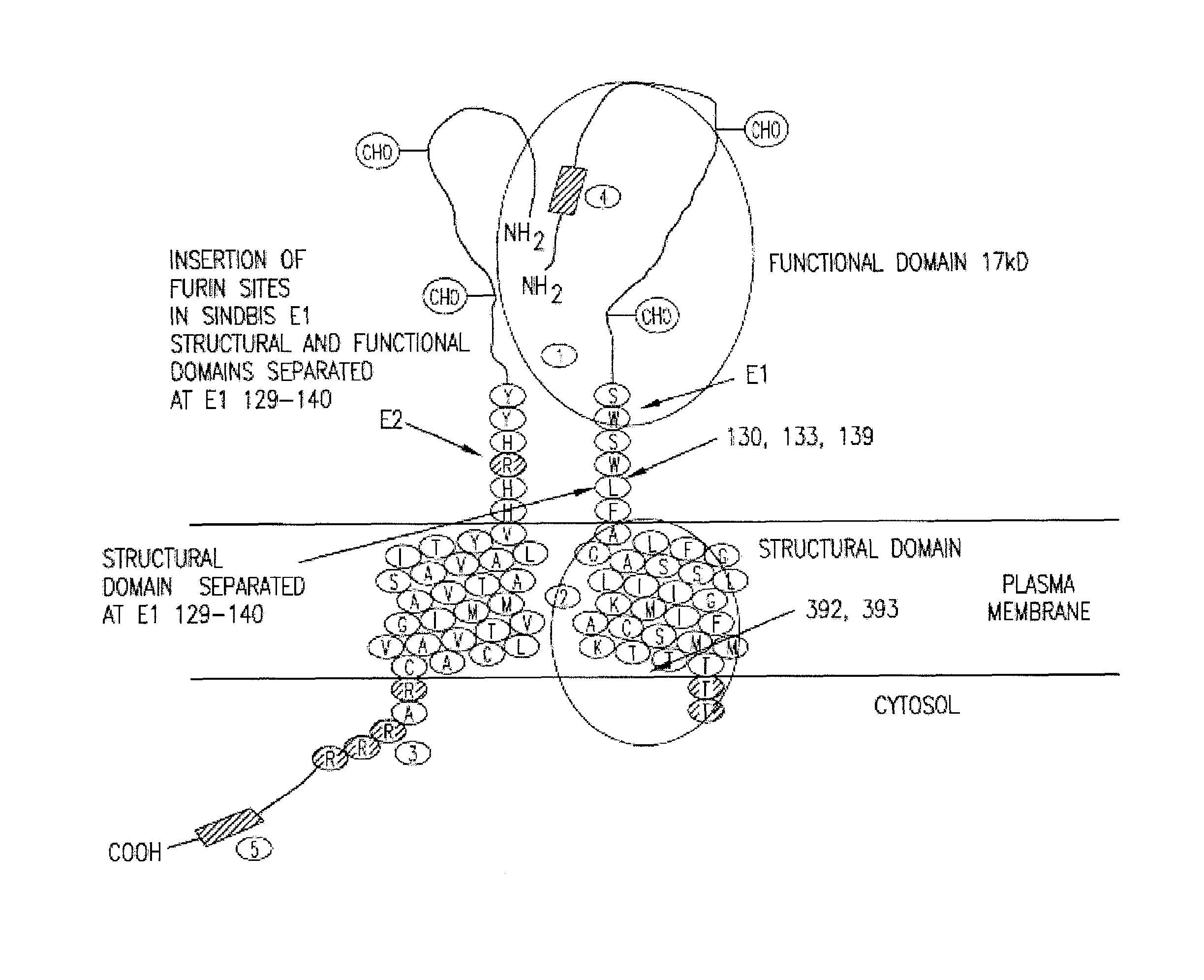 Insertion of furin protease cleavage sites in membrane proteins and uses thereof
