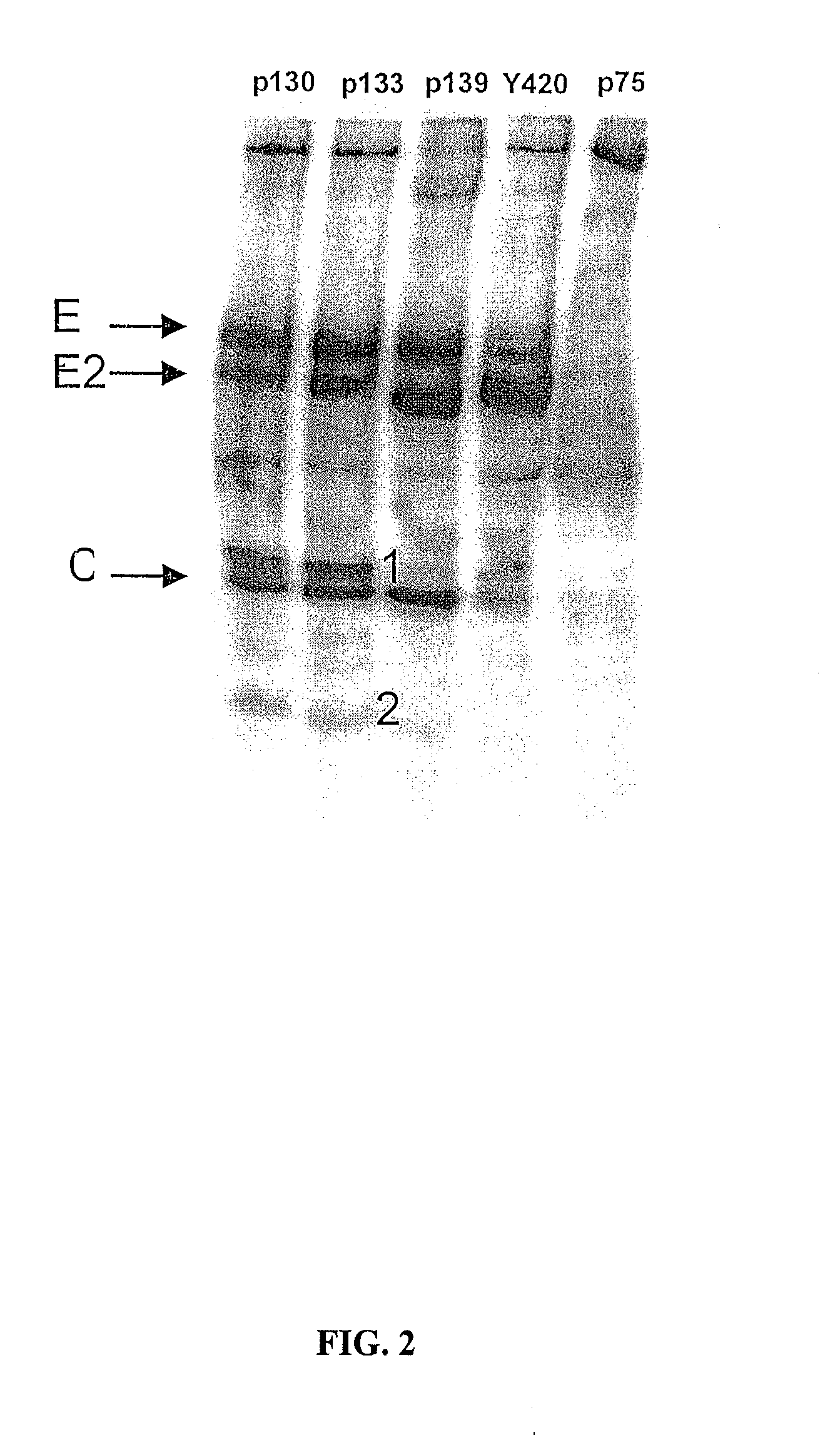 Insertion of furin protease cleavage sites in membrane proteins and uses thereof