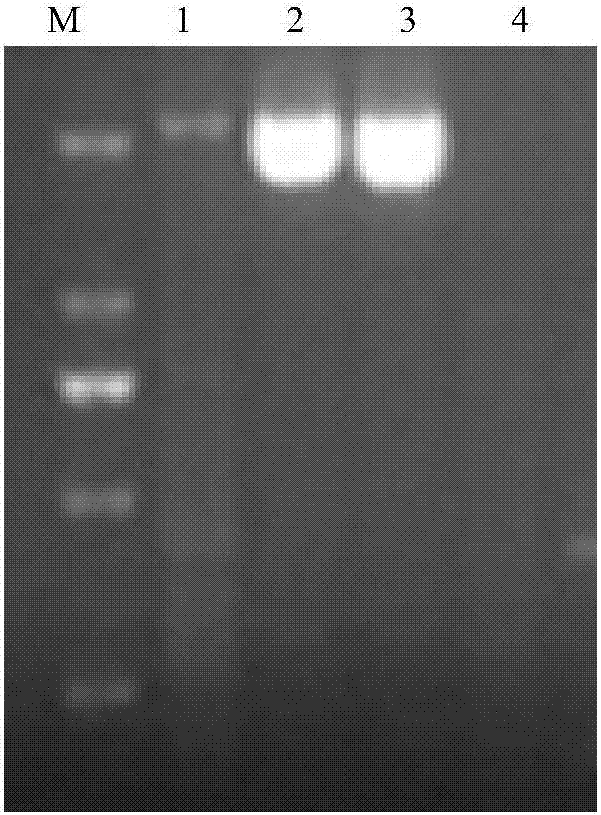 Recombinant pseudorabies virus for expressing S1 proteins of porcine epidemic diarrhea viruses, construction method and application thereof