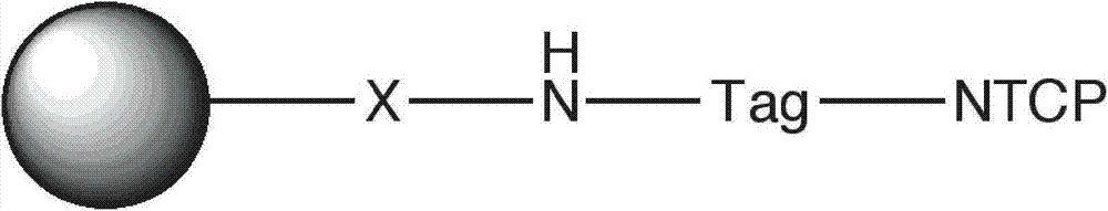 Adsorbing material of hepatitis B antigen protein and preparation method of material