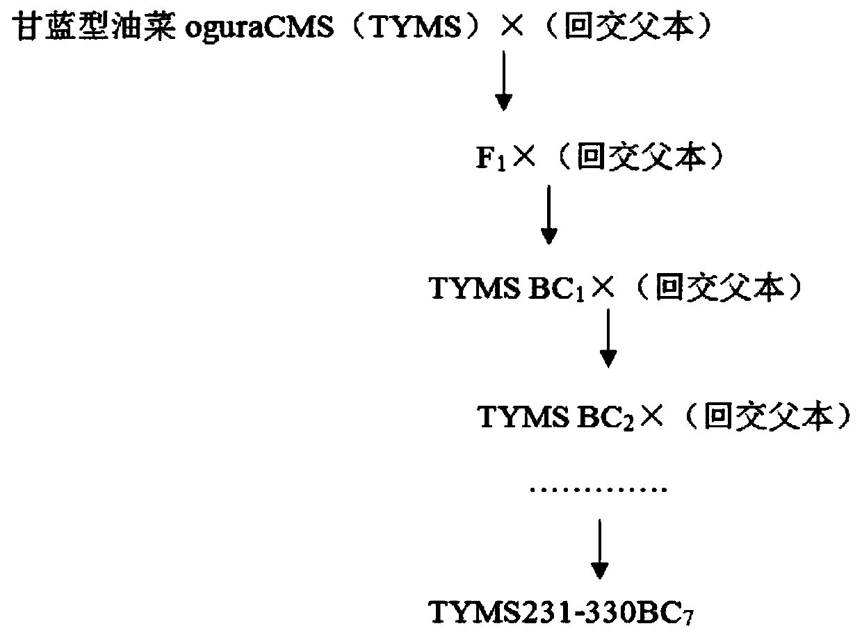 A kind of breeding method of cytoplasmic male sterile early-maturing Chinese cabbage germplasm material