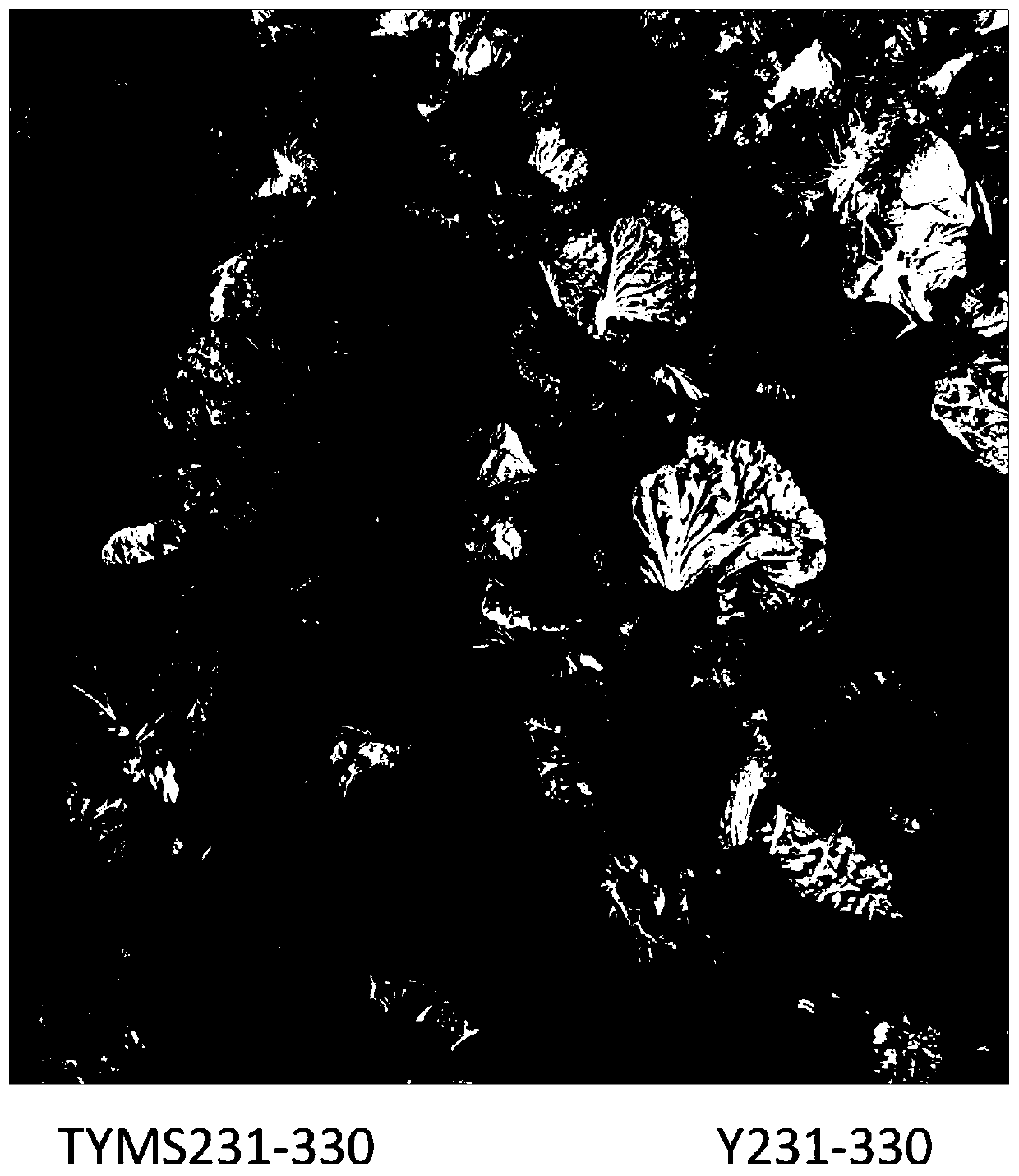 A kind of breeding method of cytoplasmic male sterile early-maturing Chinese cabbage germplasm material