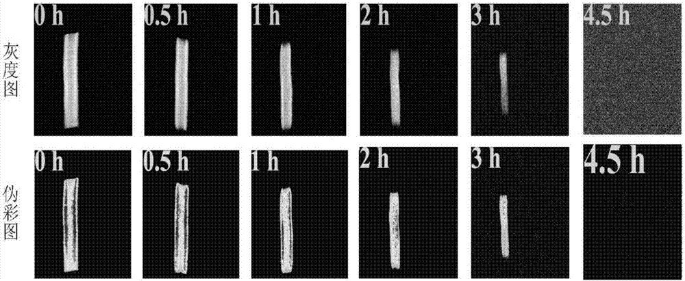 Nondestructive testing method for water distribution in drying process of roots of red-rooted salvia