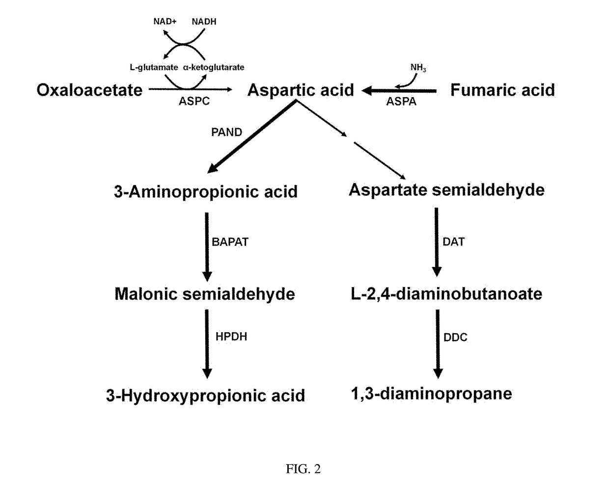 Mutant microorganism producing l-aspartic acid derivatives, and method for producing l-aspartic acid derivatives using same