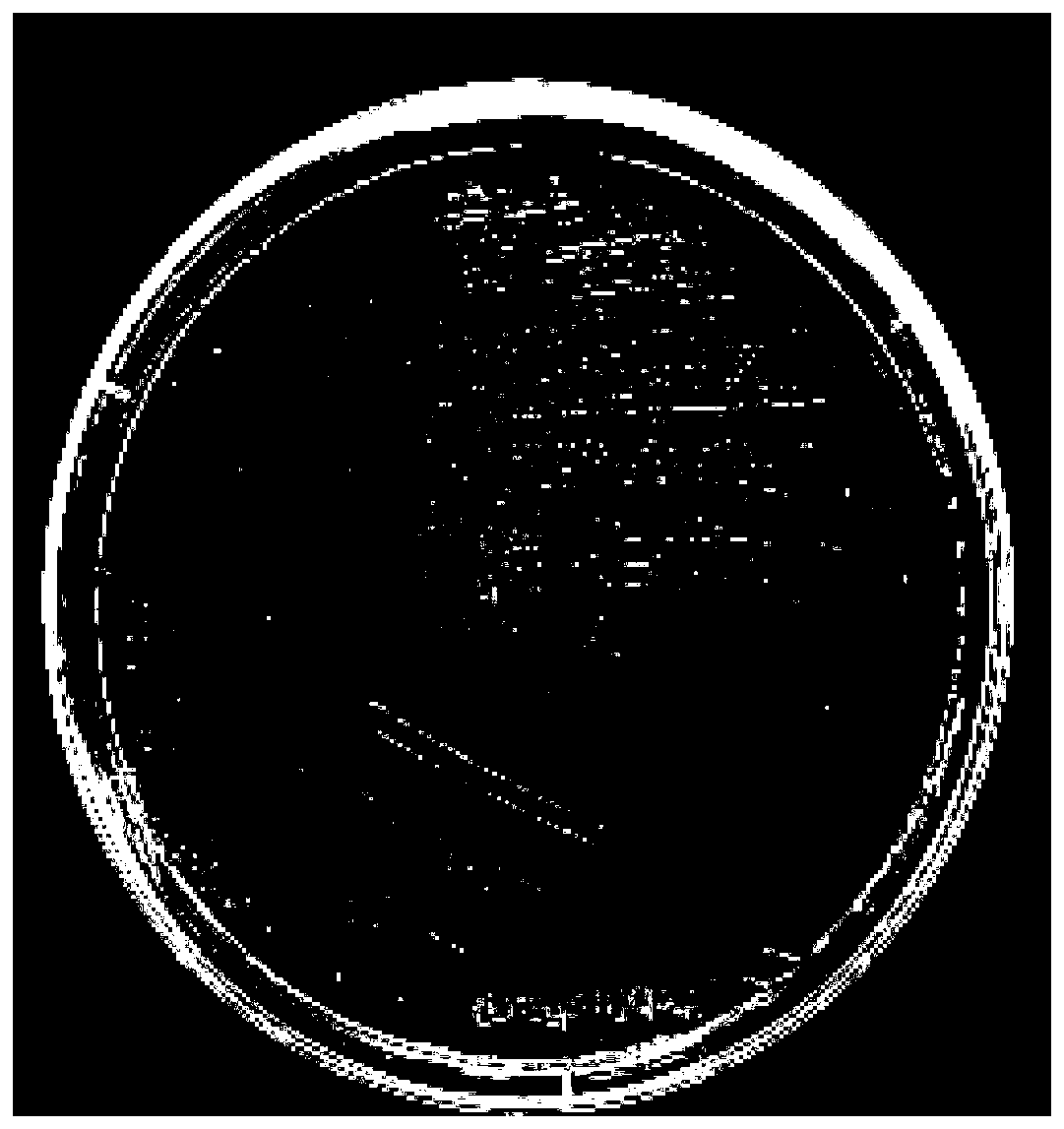Pseudomonas monteilii and application thereof