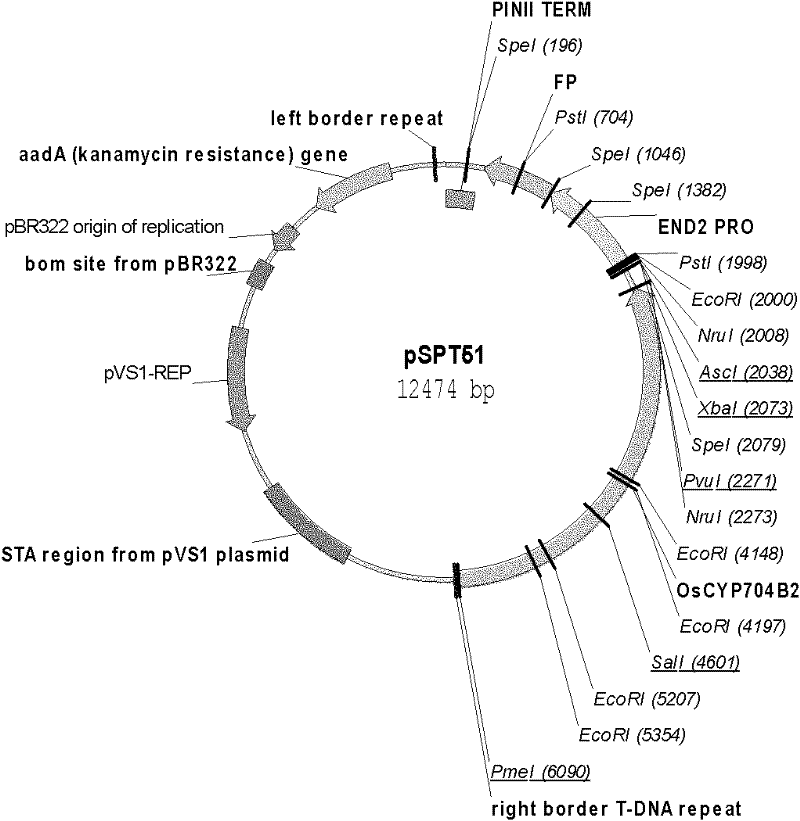 Method for simply and rapidly identifying transgenic seeds and estimating copy numbers