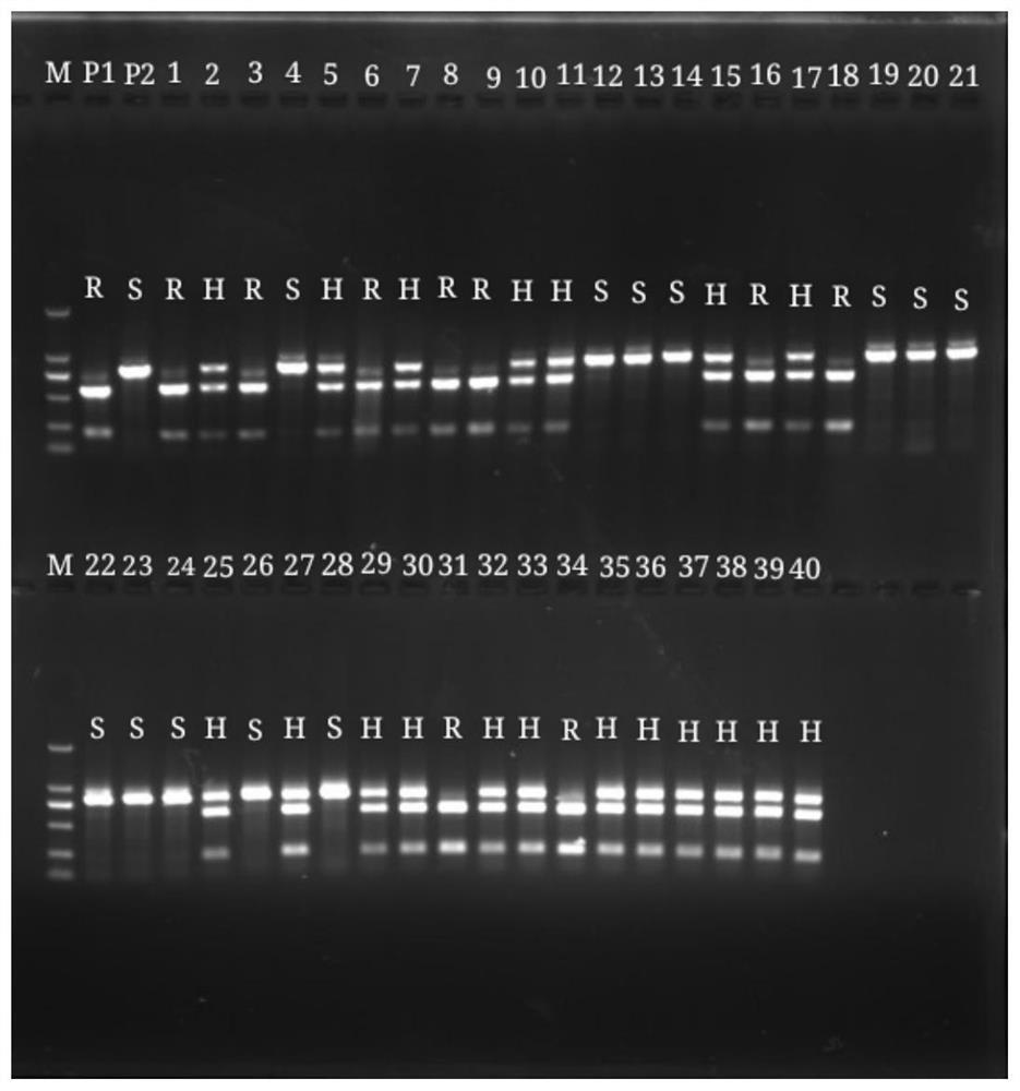 caps molecular marker, primers, detection method, detection kit and application based on tomato gray leaf spot resistance gene sm