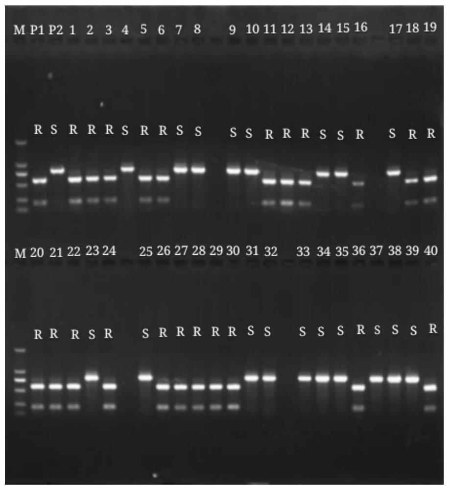 caps molecular marker, primers, detection method, detection kit and application based on tomato gray leaf spot resistance gene sm