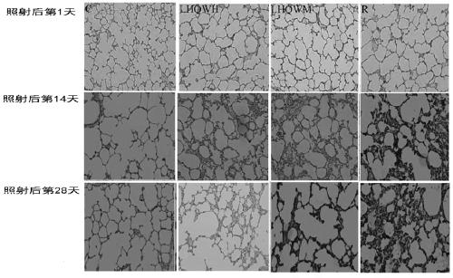 Application of a traditional Chinese medicine composition in preparation of medicine for treating radiation-induced lung injury