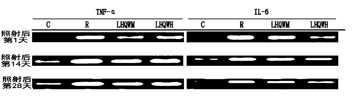 Application of a traditional Chinese medicine composition in preparation of medicine for treating radiation-induced lung injury