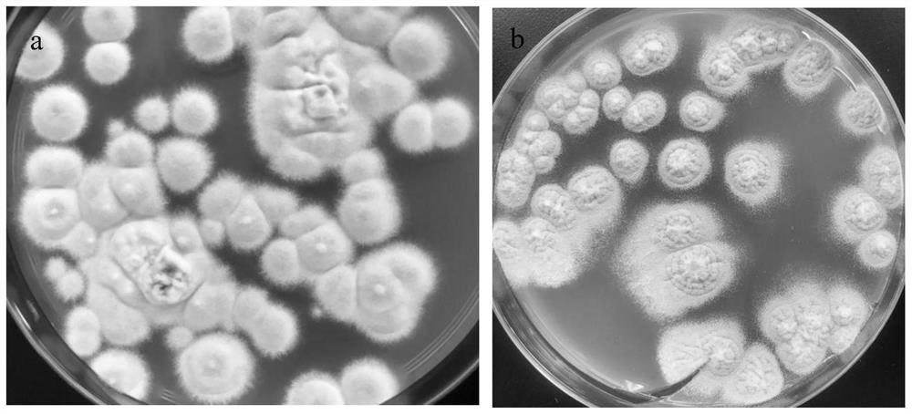 Aspergillus terreus variant KY-AT-002 high in yield of itaconic acid, and application of aspergillus terreus variant KY-AT-002