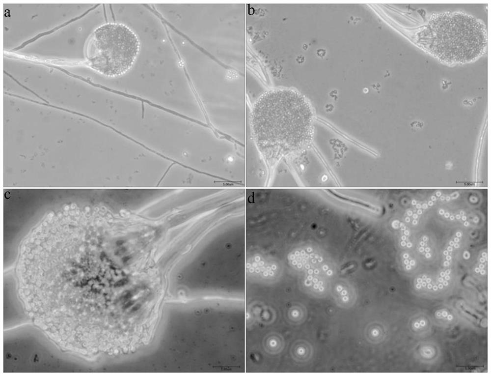 Aspergillus terreus variant KY-AT-002 high in yield of itaconic acid, and application of aspergillus terreus variant KY-AT-002