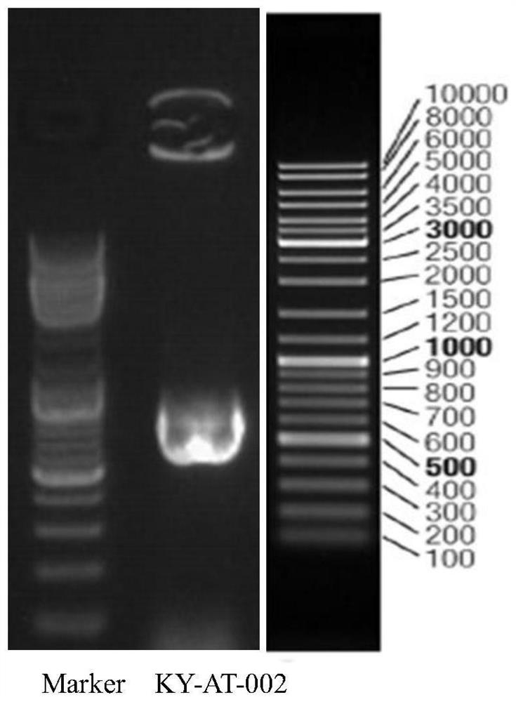 Aspergillus terreus variant KY-AT-002 high in yield of itaconic acid, and application of aspergillus terreus variant KY-AT-002