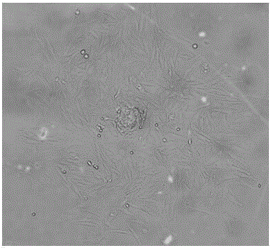 Newborn piglet intestinal villus epithelium primary cell strain preparing method