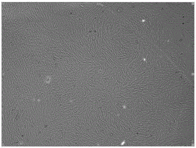 Newborn piglet intestinal villus epithelium primary cell strain preparing method