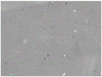 Newborn piglet intestinal villus epithelium primary cell strain preparing method