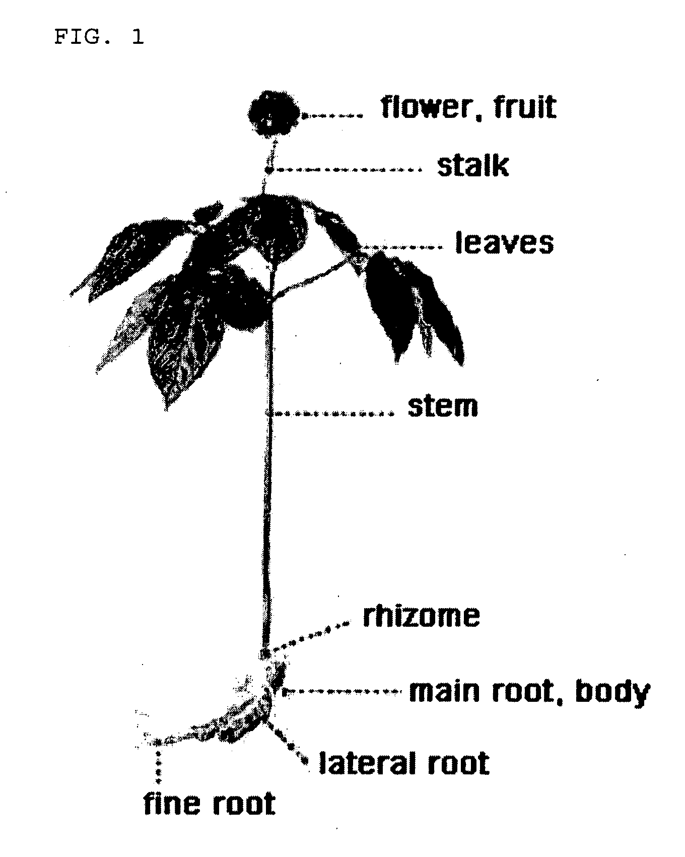 Method for producing ginseng fruit and ginseng flower stalk with high content of ginsenoside