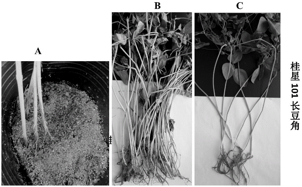 Seedling-stage root rot resistance identification method for vigna unguiculata